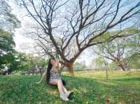 ชวนเดินชิล สวนป่ากลางกรุง ฟีลเมืองนอก