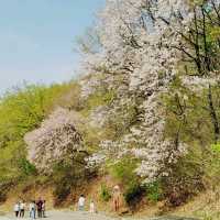 봄꽃 내음 가득한 강화 고려산🌸