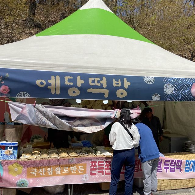 대전 근교 벚꽃 축제 계룡산국립공원