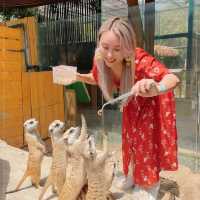 深圳好好玩零距離親親小動物