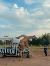 和可愛的長頸鹿來一次親密接觸🦒泰國野生動物園旅遊