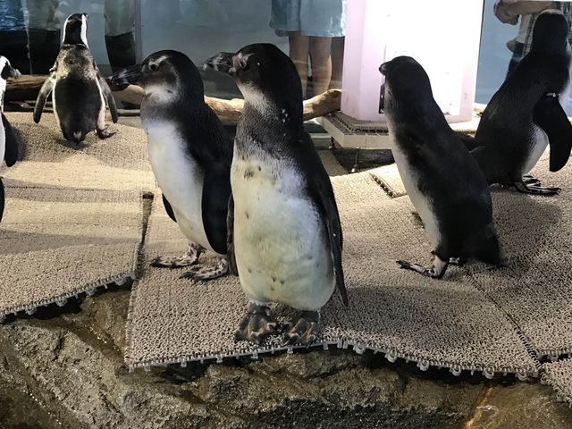 係水族館又係動物園♥️完美結合