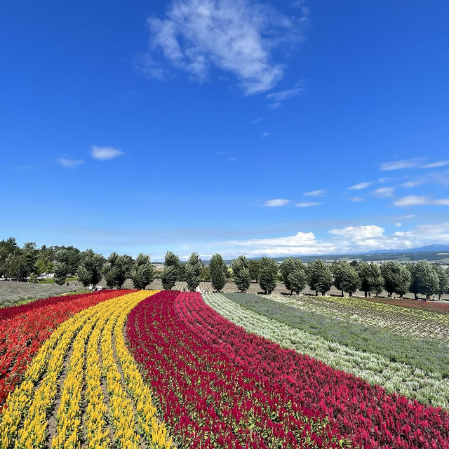 盛夏北海道