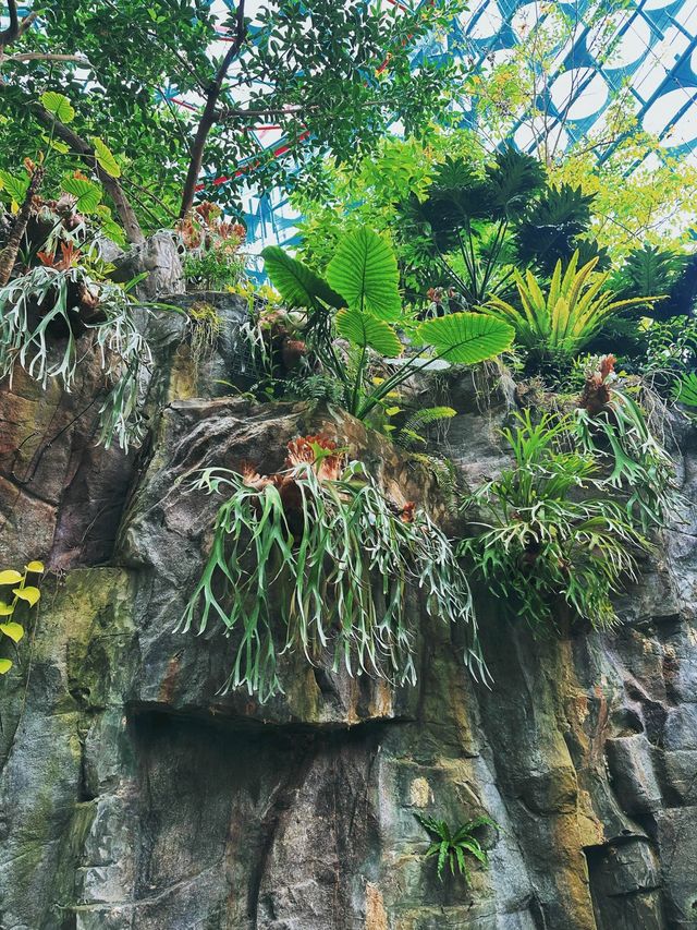 [台中] 迷你的亞馬遜熱帶雨林 在雨林溫室觀賞各種植物 -自然科學博物館植物園