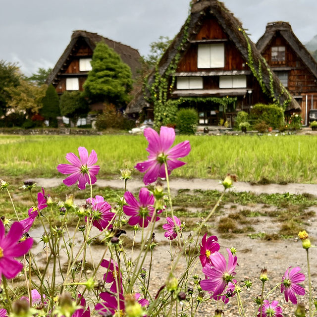 白川鄉世界遺產合掌村