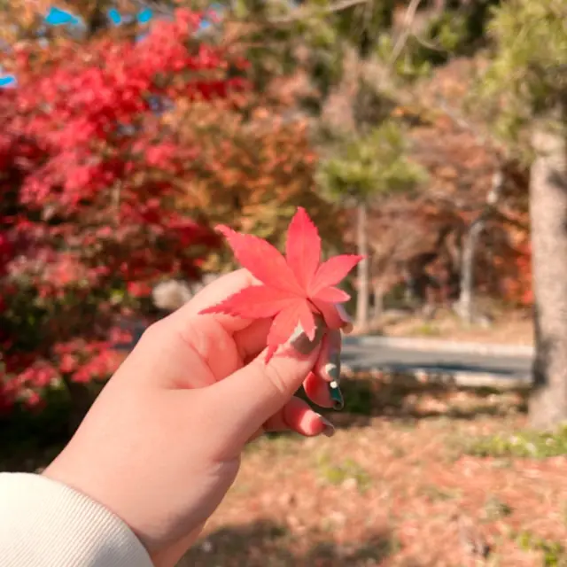 Fall in love - Korea