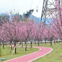 東涌觀景山睇樱花🌸