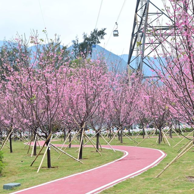 東涌觀景山睇樱花🌸