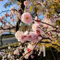【大阪】梅の花見ならココ🏯大阪城梅林がオススメ