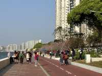 坐港鐵遊香港｜石門站｜安景街公園櫻花以外有驚喜