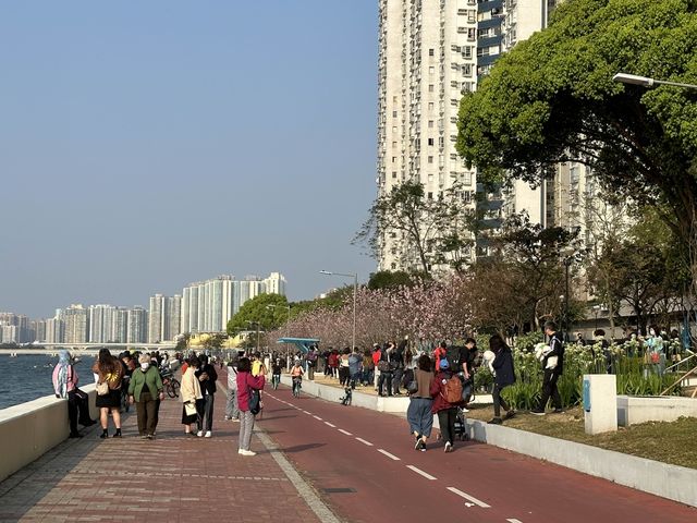 坐港鐵遊香港｜石門站｜安景街公園櫻花以外有驚喜