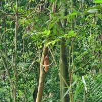 Hiking at Macritchie Nature Trail