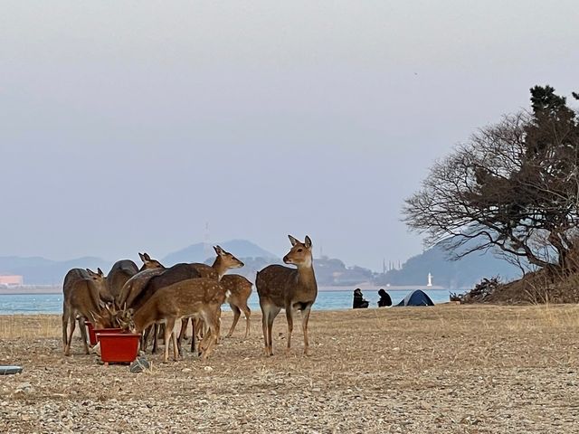 부산 근교 섬 백패킹🏕️