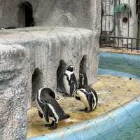動物 全部都係動物嘅上野動物園😂