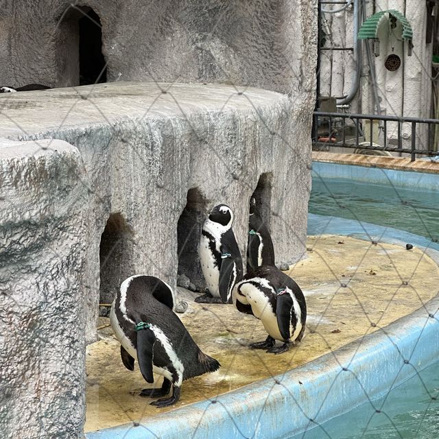 動物 全部都係動物嘅上野動物園😂