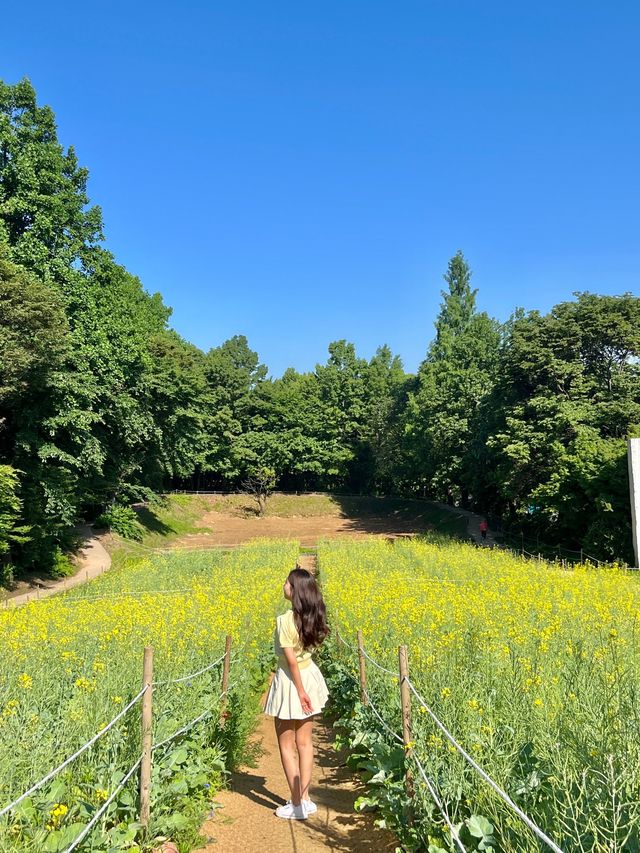 💛올림픽공원 들꽃마루 유채꽃💛