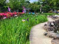 เทศกาลดอกไอริส "ฮานะ-โชบุ" 🪻