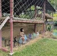 พาเด็กๆเรียนรู้ธรรมชาติ ที่ Ginger Farm เชียงใหม่