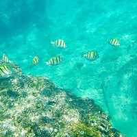與海龜共舞🐢｜小琉球花瓶岩