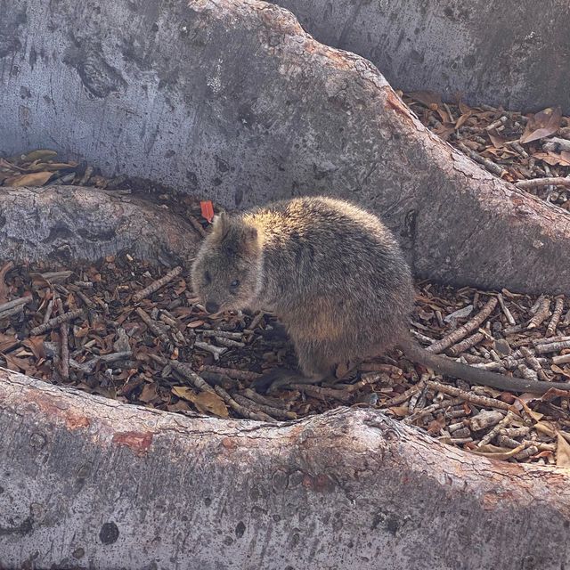 西澳Rottnest Island尋Quokka 西澳Rottnest Island尋Quokka