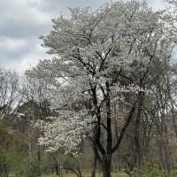 imperial palace garden - free sakura views 