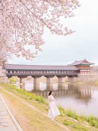 🌸내년에 꼭 가야할 [경주, 벚꽃 모음집]🌺