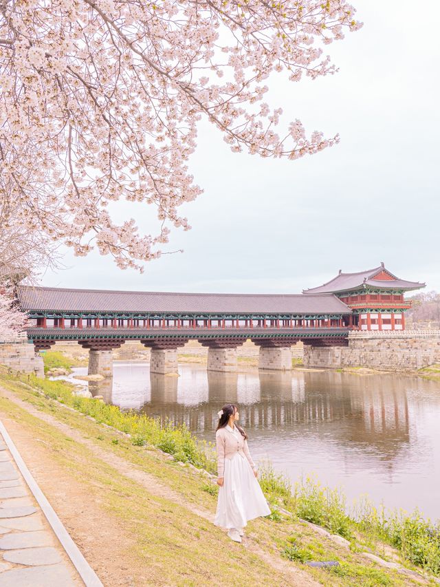 🌸내년에 꼭 가야할 [경주, 벚꽃 모음집]🌺