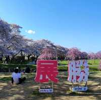 東北櫻花名所-北上展勝地