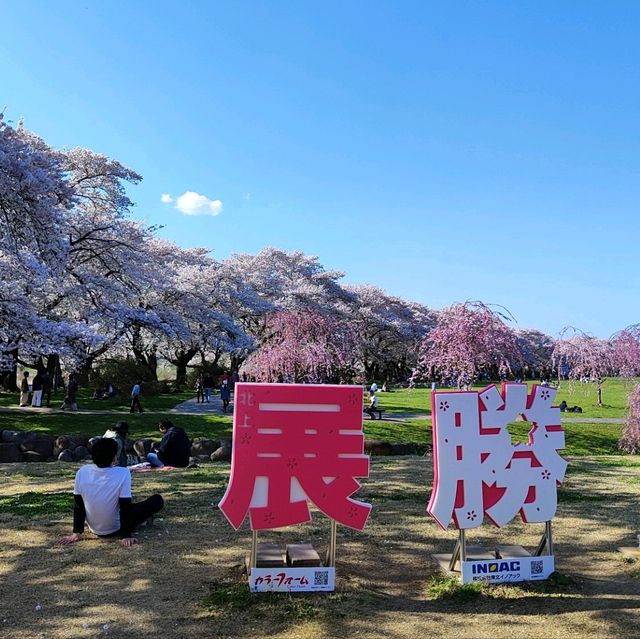東北櫻花名所-北上展勝地