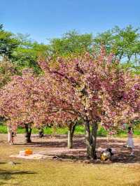 경주 불국사 겹벚꽃🌸엔딩은 이제 시작🩷