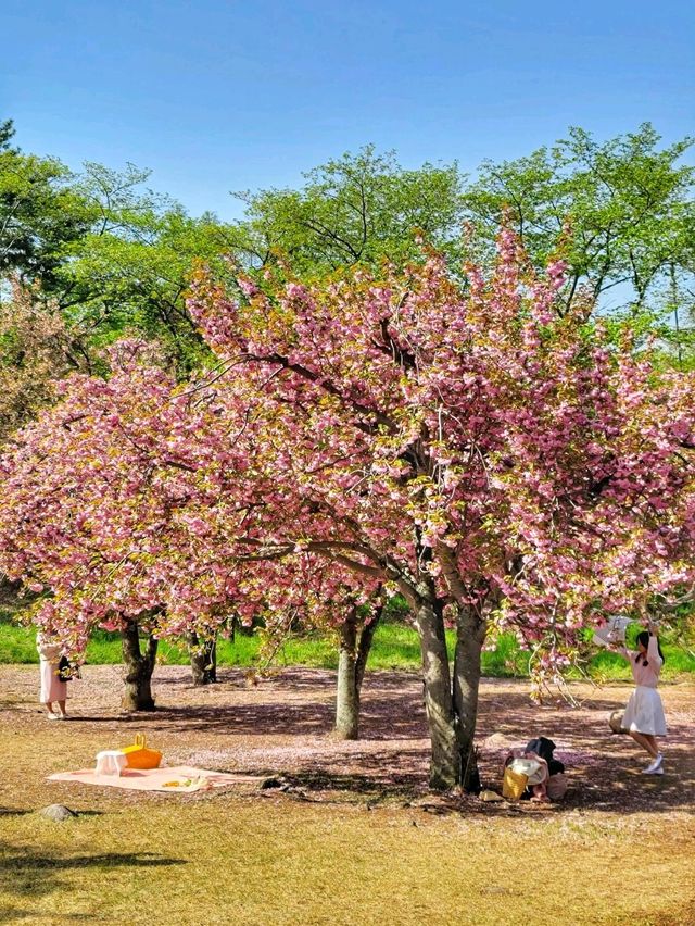 경주 불국사 겹벚꽃🌸엔딩은 이제 시작🩷
