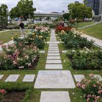中之島バラ園、散り始めた薔薇も有り、それはそれで風情が有って良い。