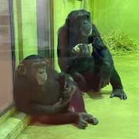【親子景點】京都市動物園