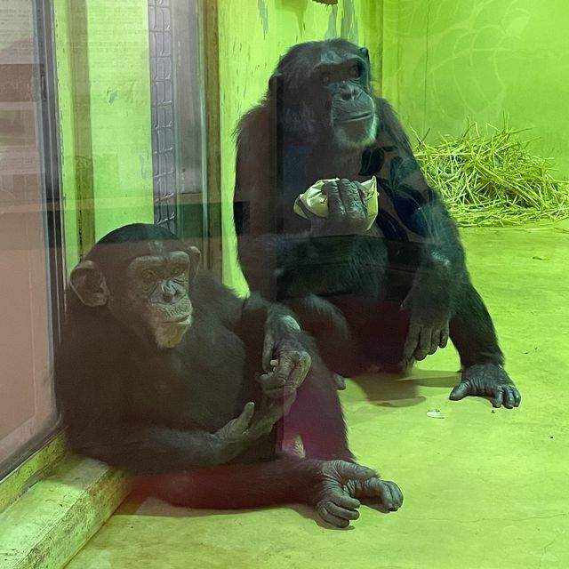 【親子景點】京都市動物園