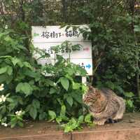 🐱 猴硐貓村😎貓咪天堂 🏞️😺 