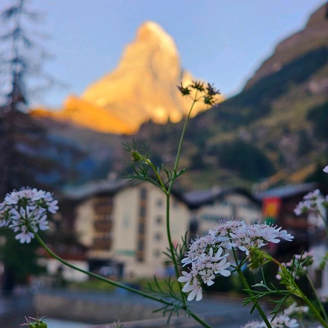 Golden Matterhorn แมทเทอร์ฮอลสีทอง 