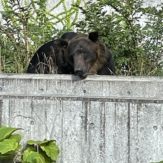 円山動物園