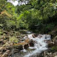 🌲🏞️ 白神山地～沐浴在溪流瀑布的清涼中！💦🌄🚶