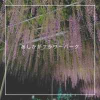 【あしかがフラワーパーク】