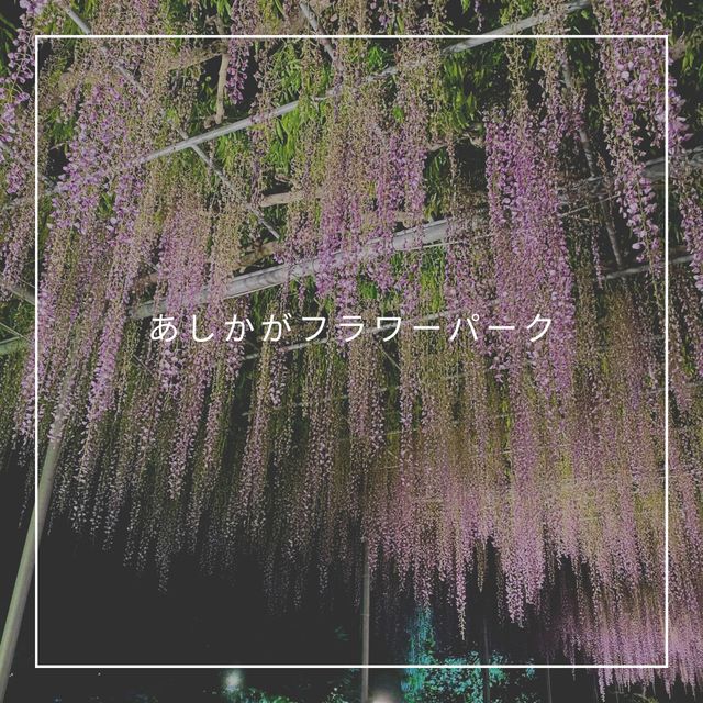 【あしかがフラワーパーク】