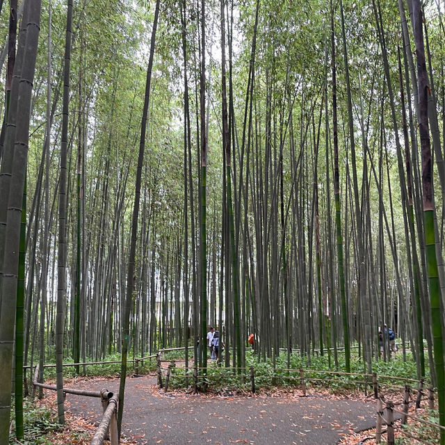 สวนป่าไผ่อาราชิยาม่า Arashiyama, Kyoto