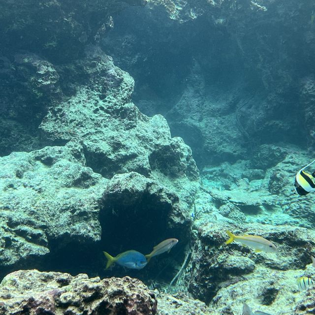 【沖縄美ら海水族館】