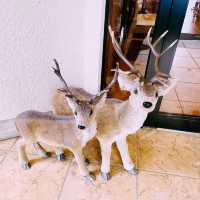 【長野県/森の中にある眺めの良いレストラン🌲🍽️🦌✨】