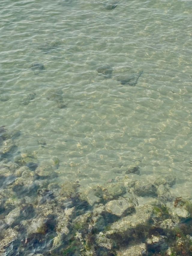 제주 동쪽 에메랄드빛 새화해변🏖