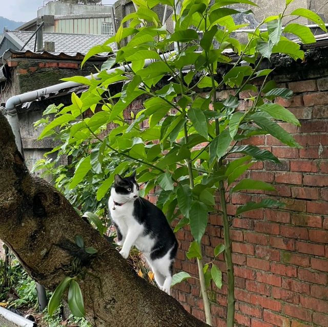 ไม่ใช่เจ้าถิ่น เช็คอินได้ป่าว 🐱 
