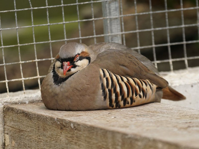 Kakegawa Bird Park