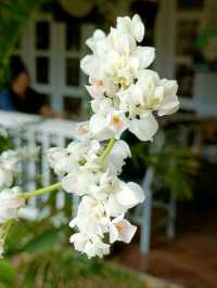 Maison Sukho café in Korat.
