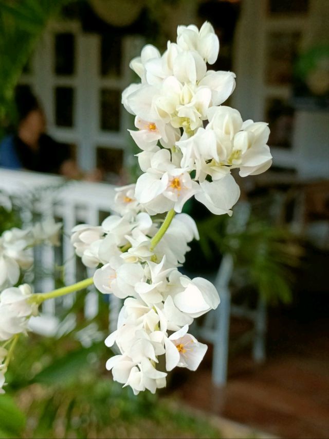 Maison Sukho café in Korat.