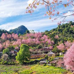 ซากุระเมืองไทย