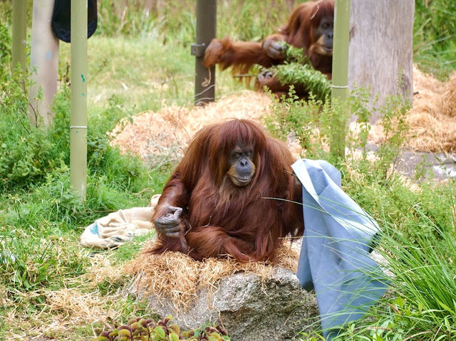 Melbourne Zoo